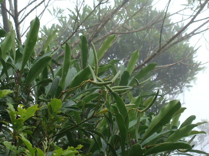 Alstonia quaternata photo 6