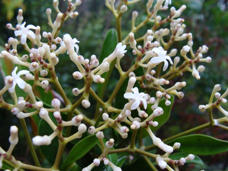 Alstonia quaternata photo 7