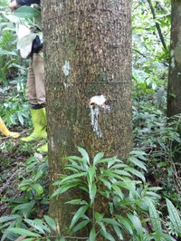 Alstonia rostrata