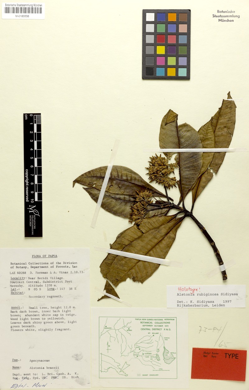 Alstonia rubiginosa