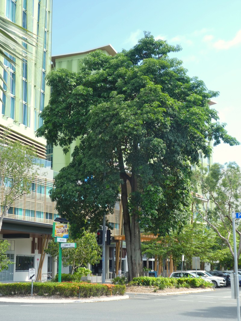 Alstonia scholaris photo 2