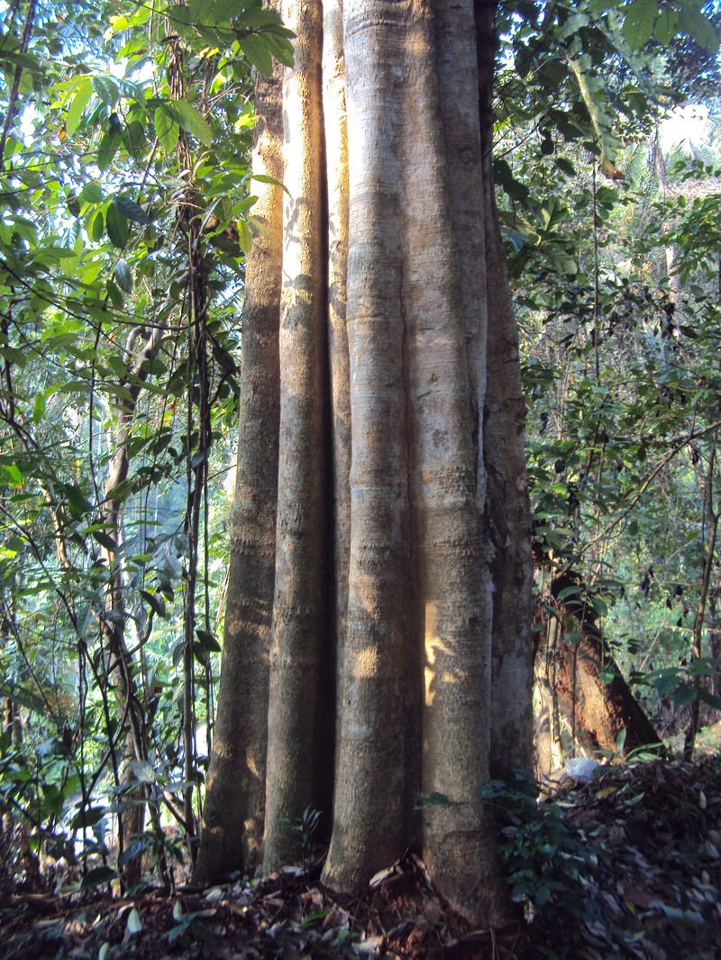 Alstonia scholaris photo 3