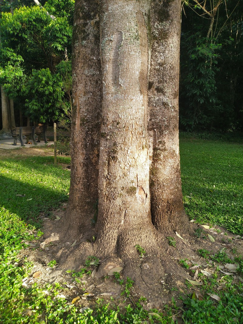 Alstonia scholaris photo 4