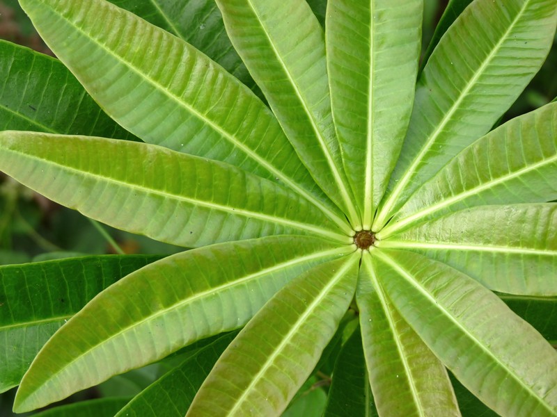 Alstonia scholaris photo 5