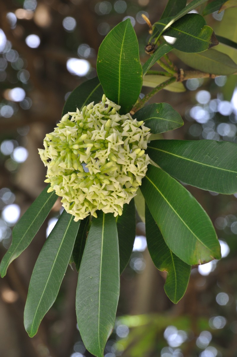 Alstonia scholaris photo 6