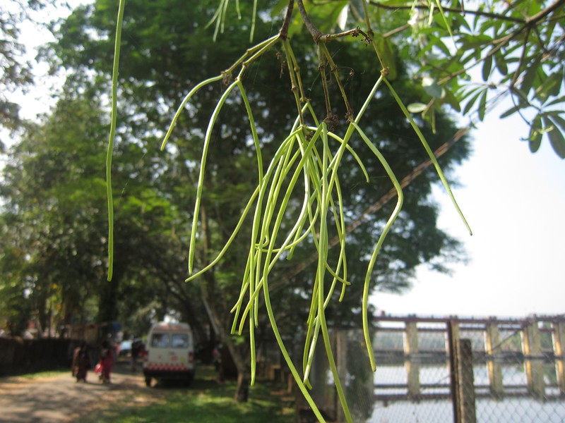 Alstonia scholaris photo 7