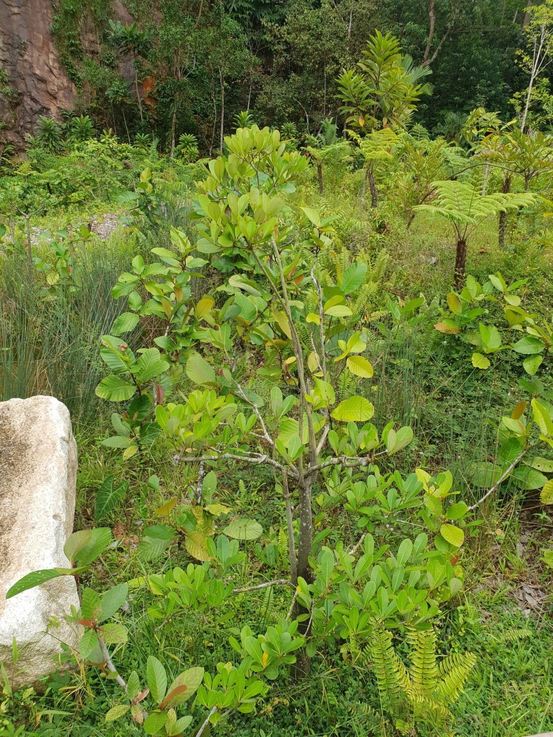 Alstonia spatulata photo 2