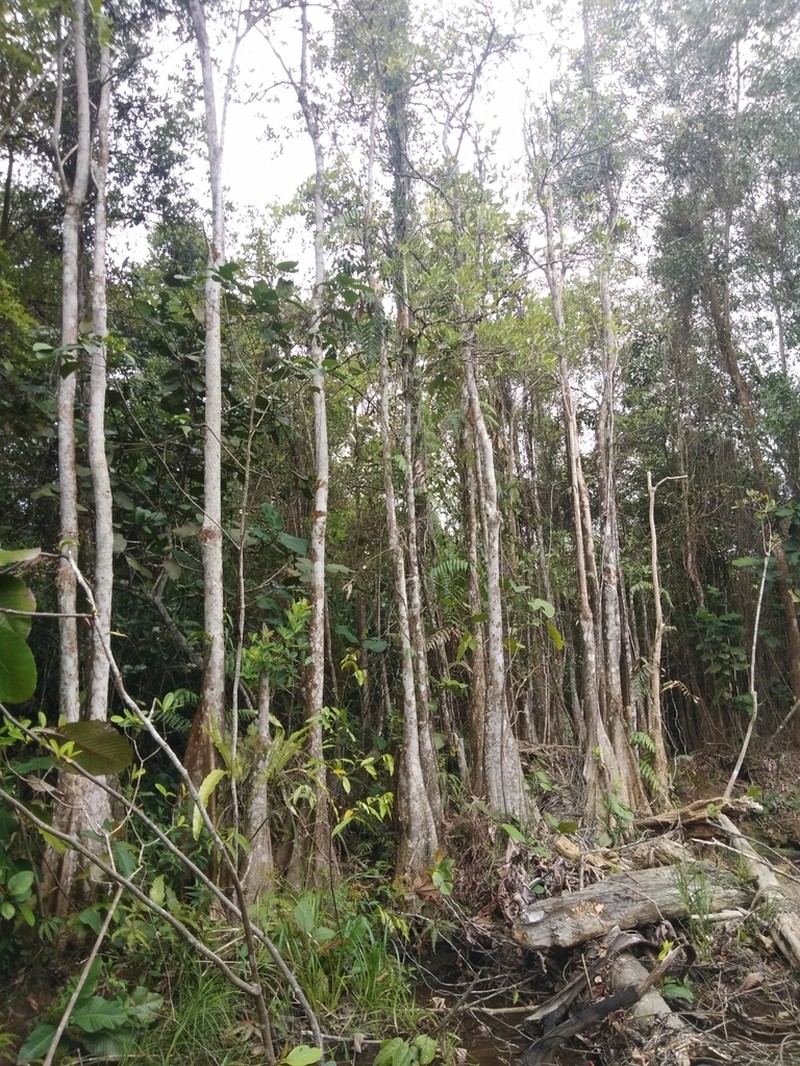 Alstonia spatulata photo 3