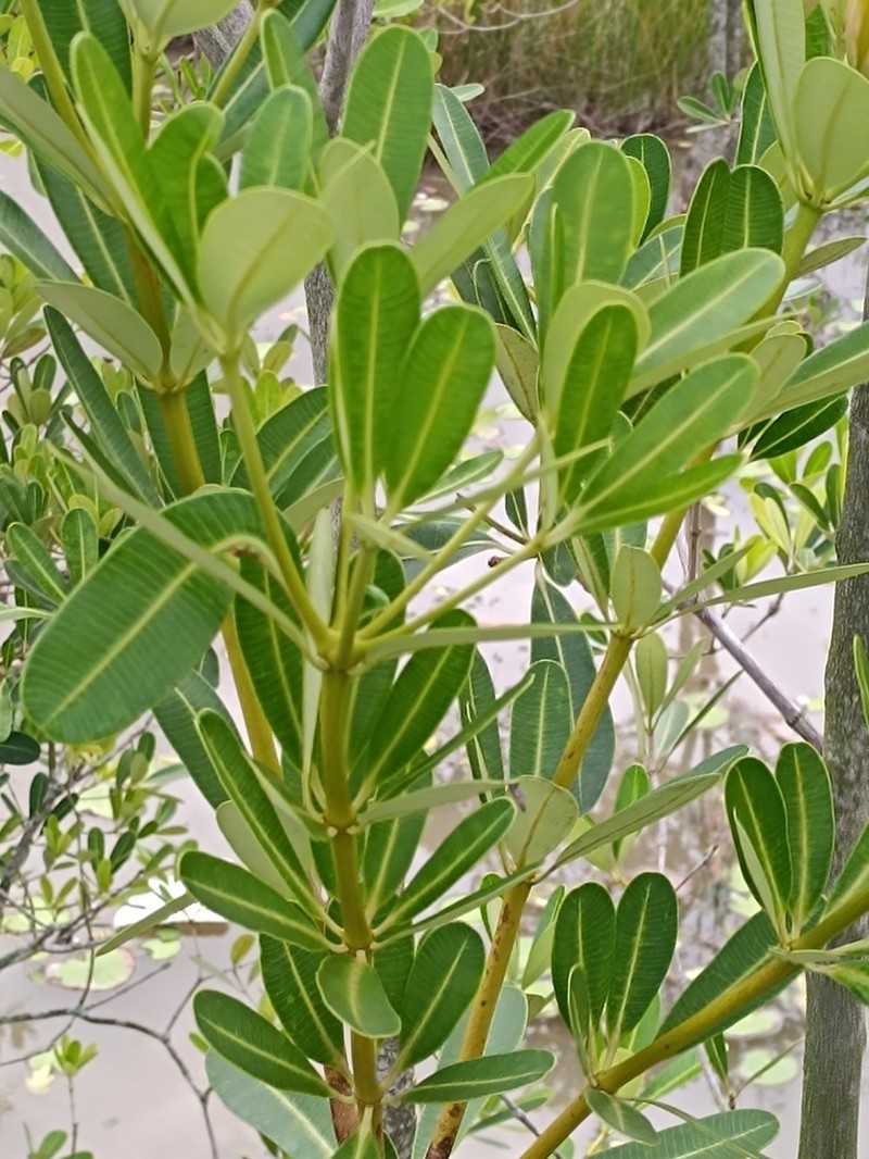Alstonia spatulata photo 4