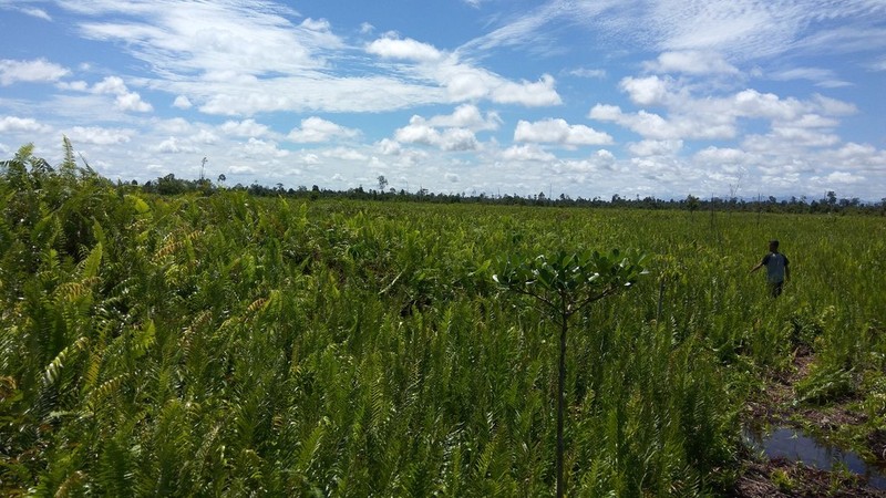 Alstonia spatulata photo 5