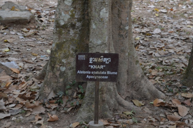 Alstonia spatulata photo 6