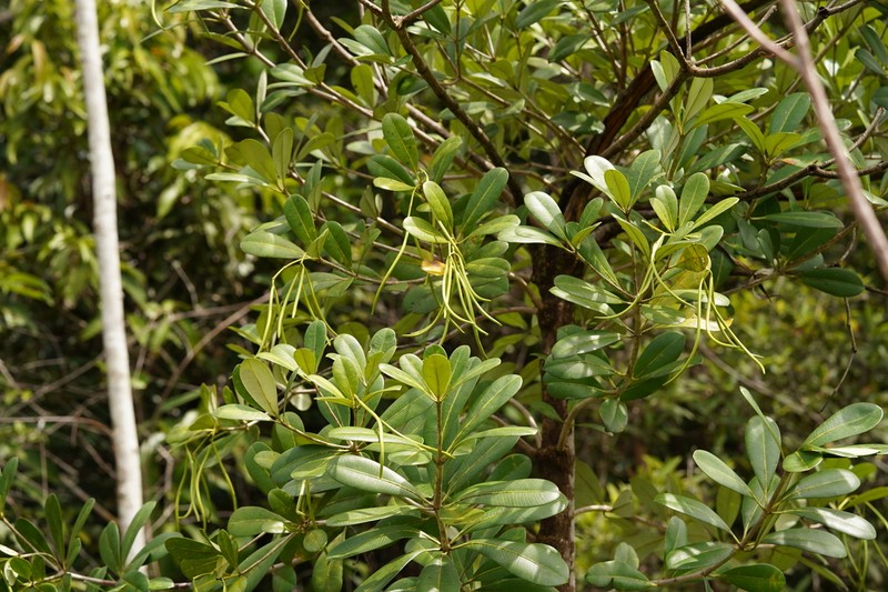 Alstonia spatulata photo 7