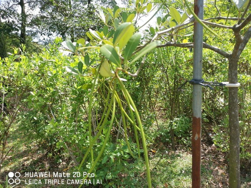 Alstonia spatulata photo 8