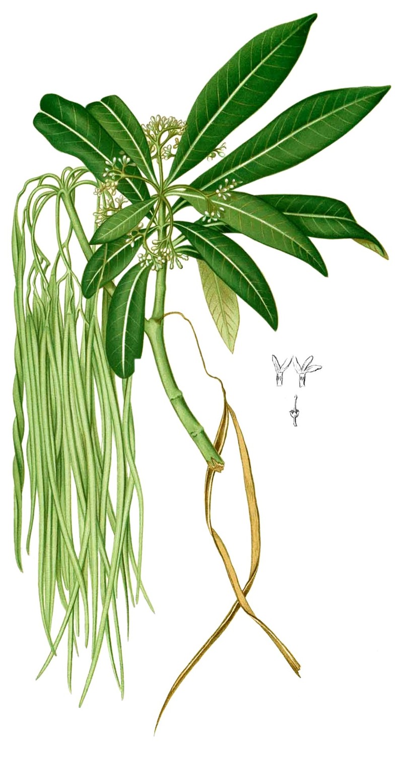 Alstonia spectabilis