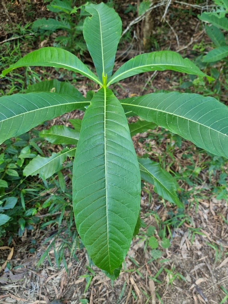 Alstonia spectabilis photo 3