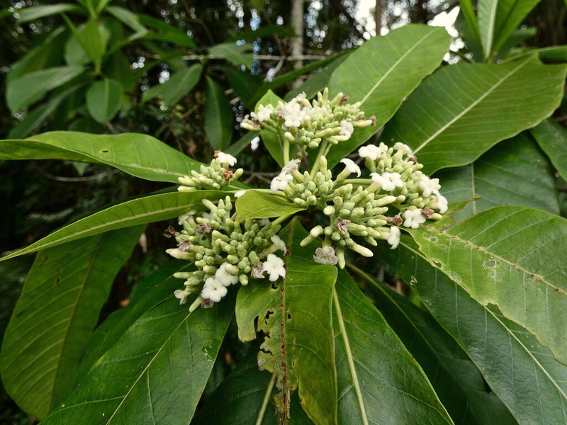 Alstonia spectabilis photo 4