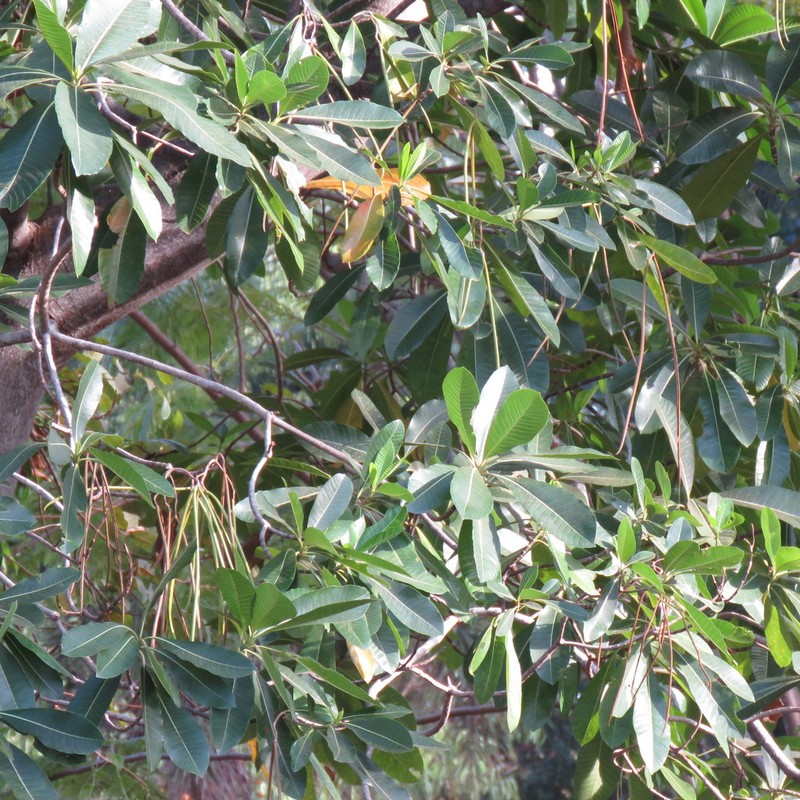 Alstonia spectabilis photo 5