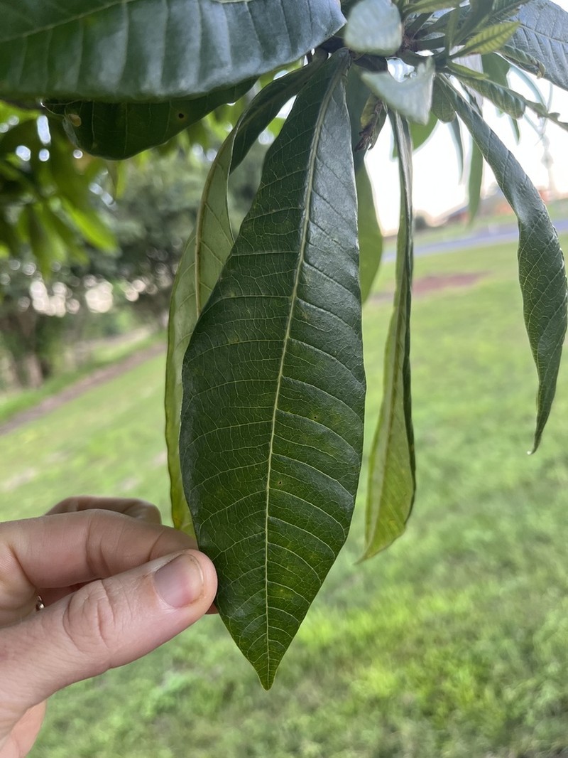 Alstonia spectabilis photo 6