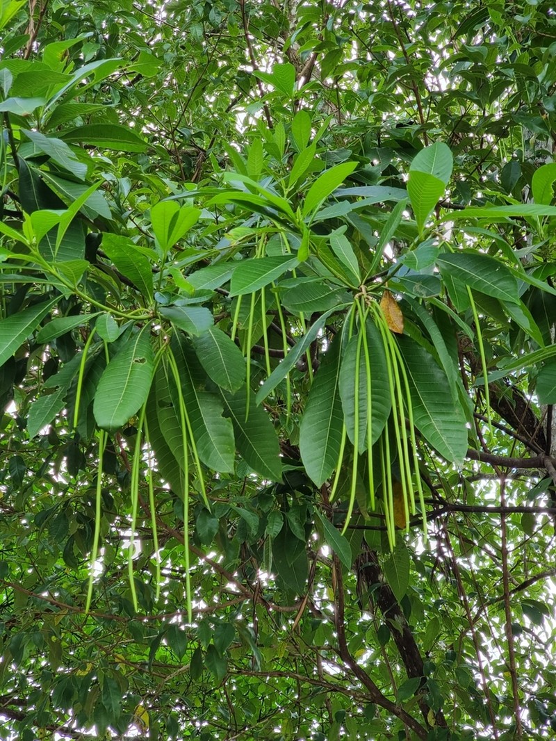 Alstonia spectabilis photo 7