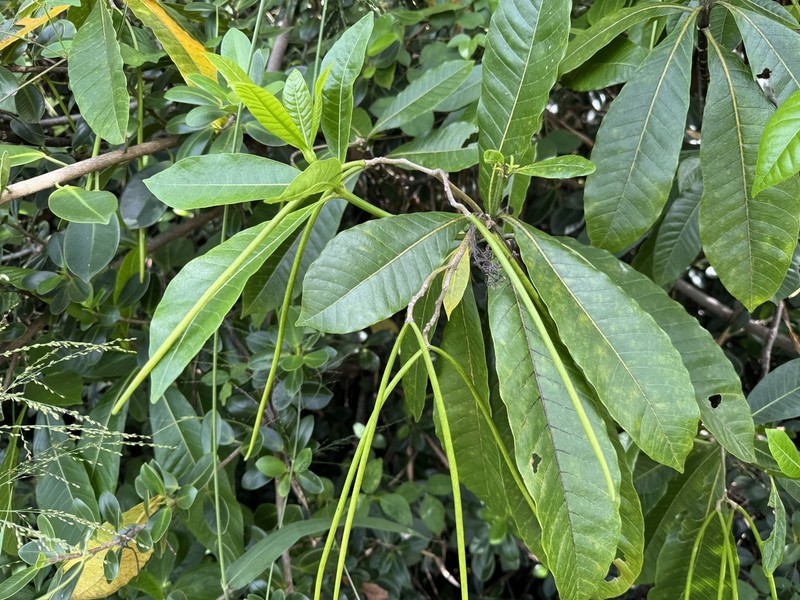 Alstonia spectabilis photo 8