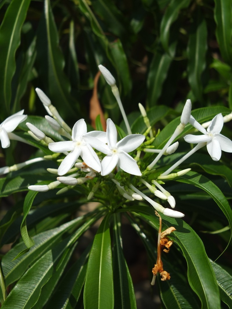 Alstonia venenata photo 2