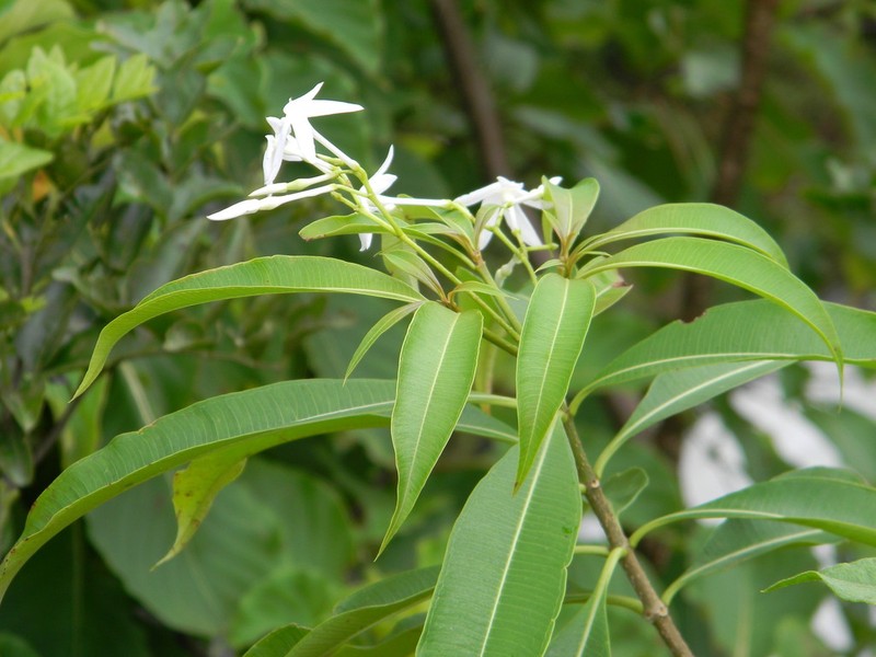 Alstonia venenata photo 3