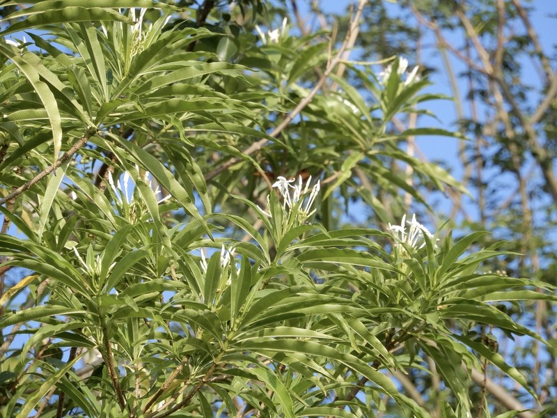 Alstonia venenata photo 4