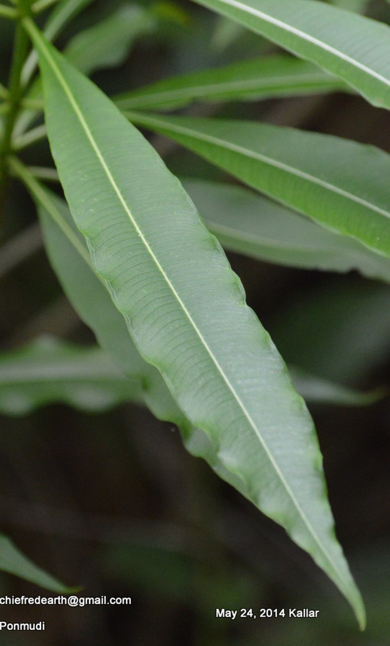 Alstonia venenata photo 5