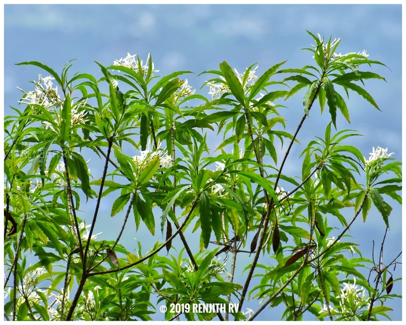 Alstonia venenata photo 6