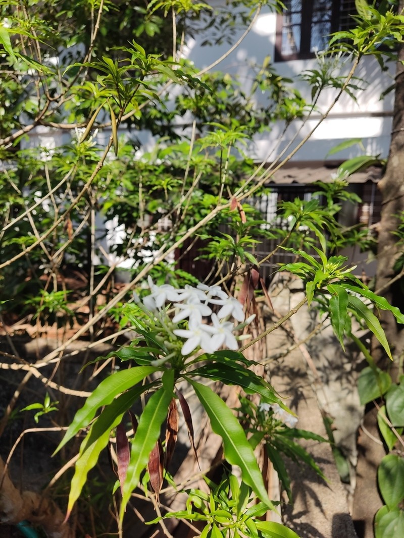 Alstonia venenata photo 7