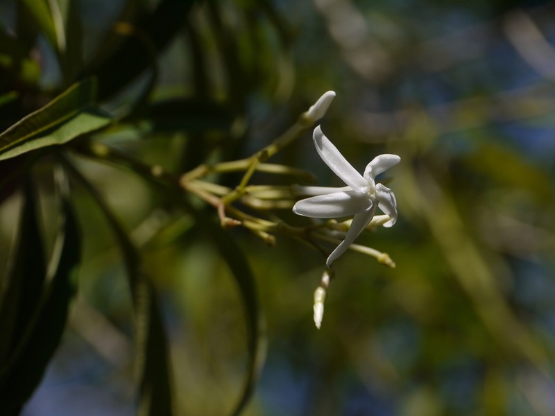 Alstonia venenata photo 8