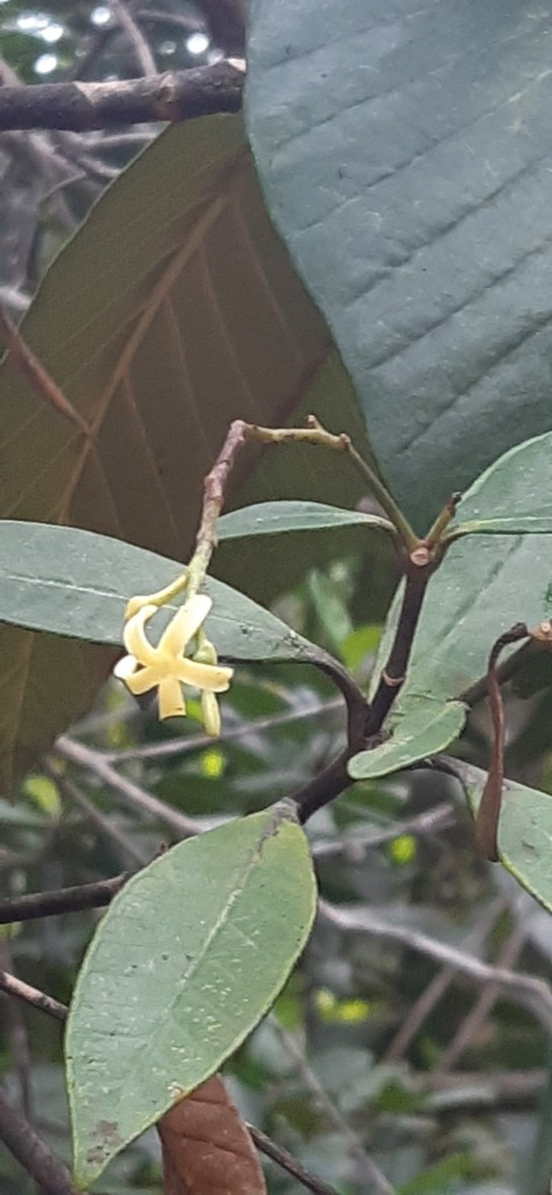 Alstonia vieillardii