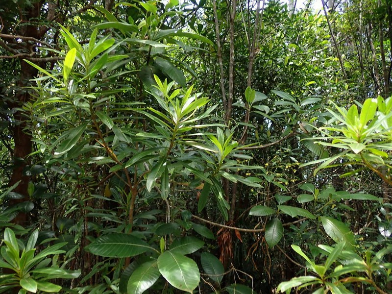 Alstonia vieillardii photo 2