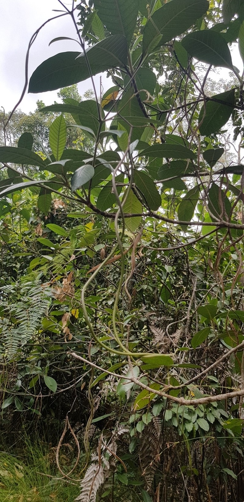 Alstonia vieillardii photo 3