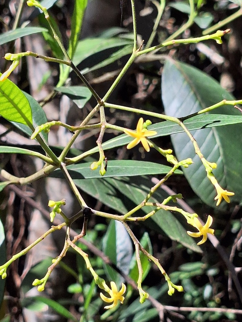 Alstonia vieillardii photo 4
