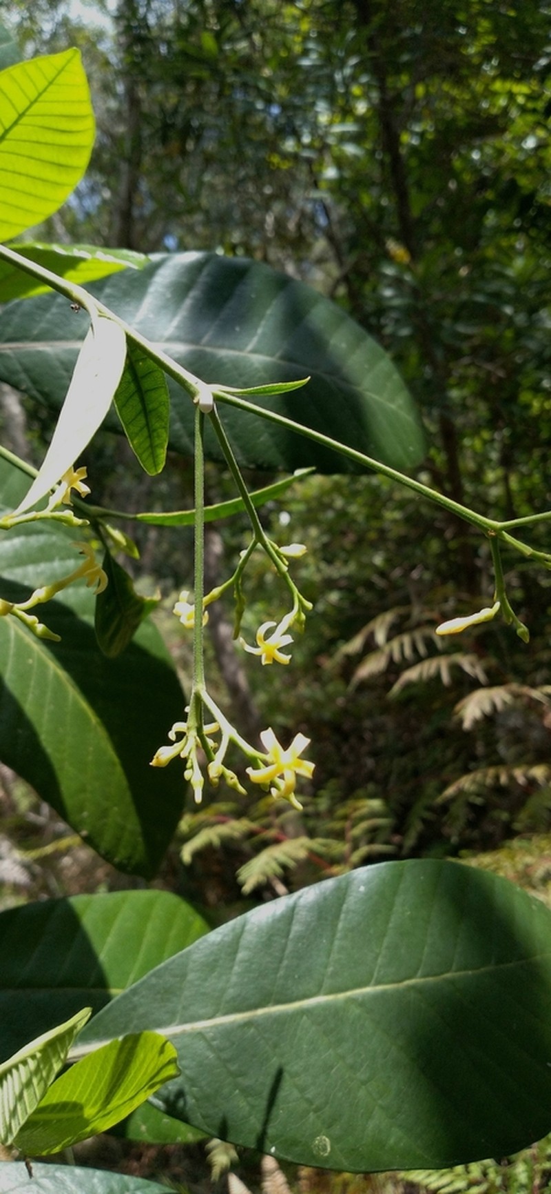 Alstonia vieillardii photo 5