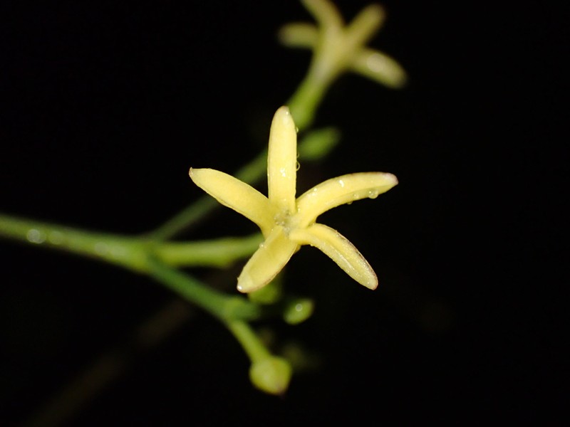Alstonia vieillardii photo 8