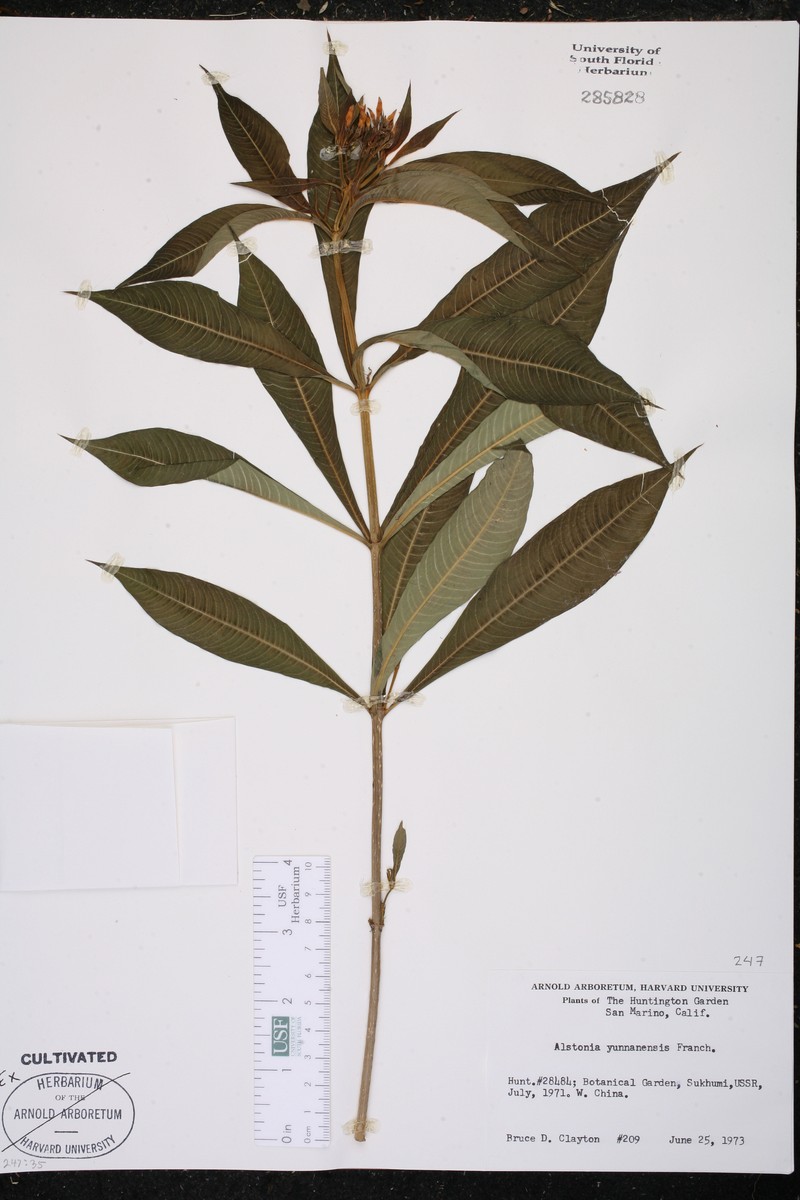 Alstonia yunnanensis