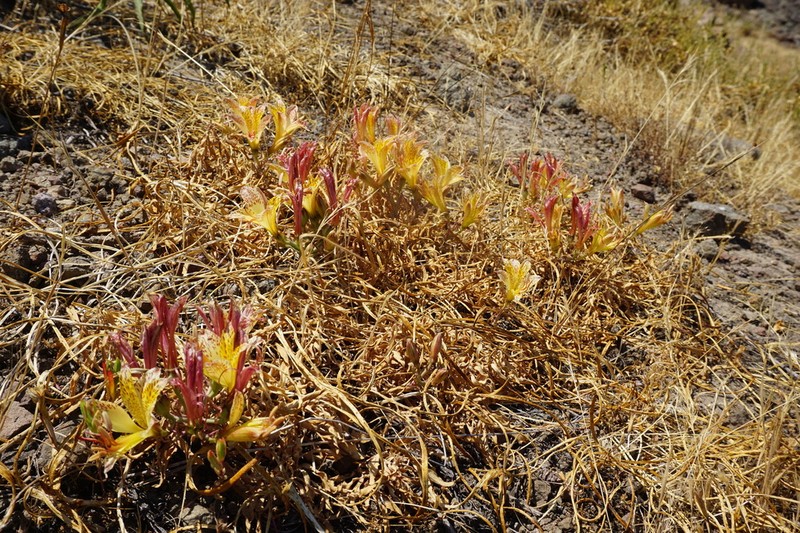 Alstroemeria achirae