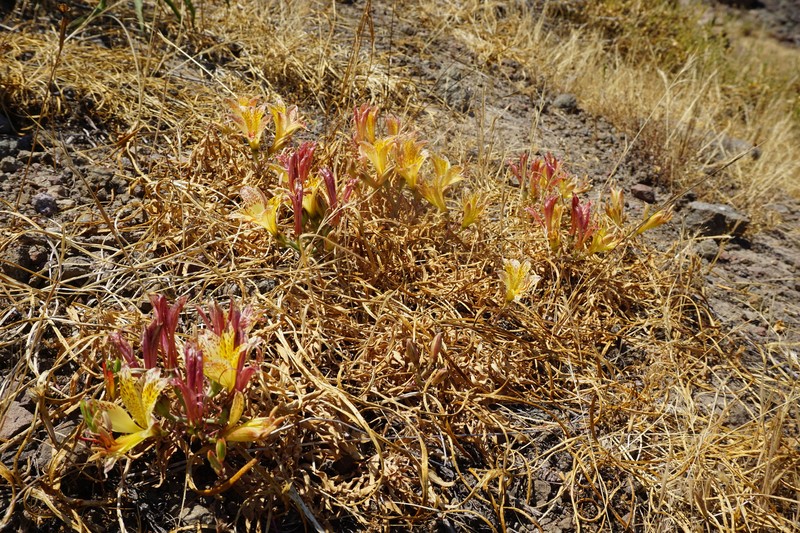 Alstroemeria achirae photo 2