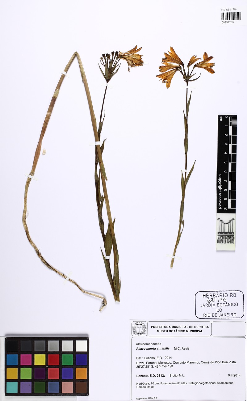 Alstroemeria amabilis