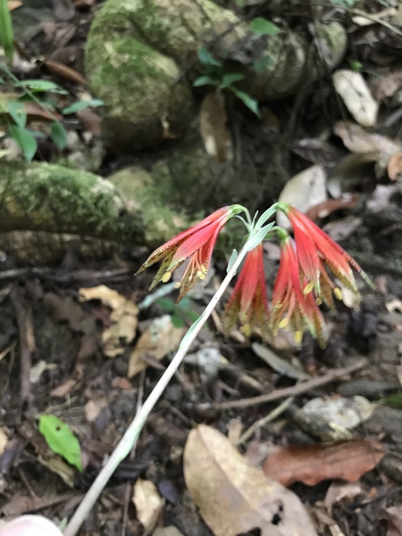 Alstroemeria amazonica