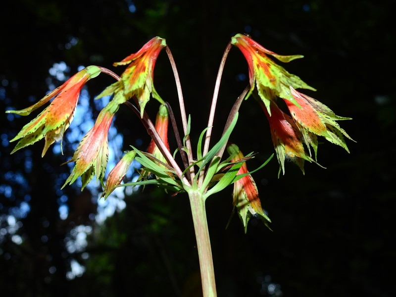Alstroemeria amazonica photo 2