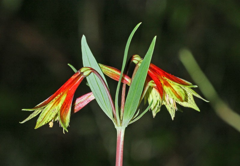 Alstroemeria amazonica photo 3