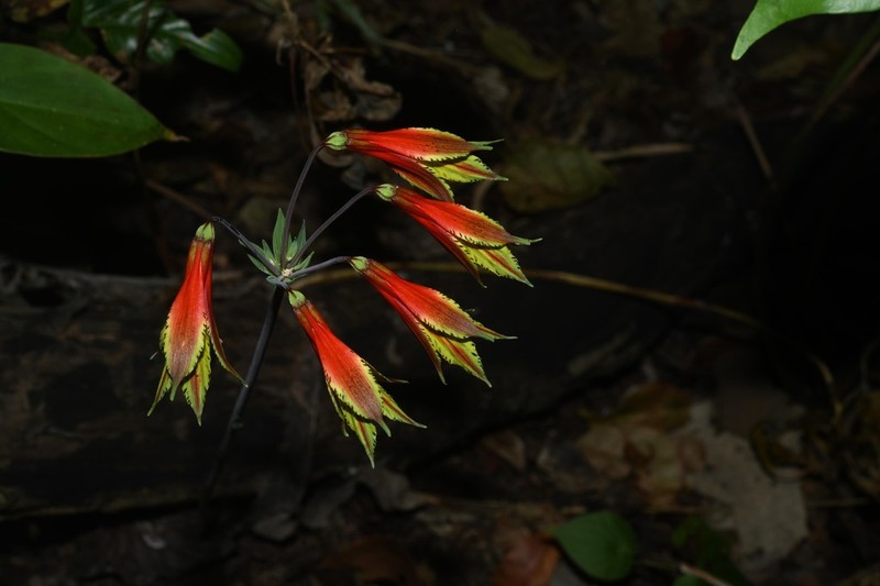 Alstroemeria amazonica photo 4