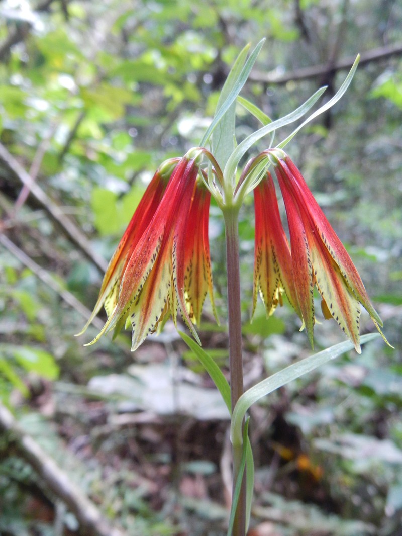 Alstroemeria amazonica photo 6
