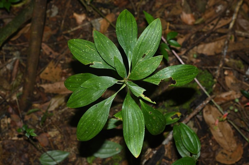 Alstroemeria amazonica photo 7