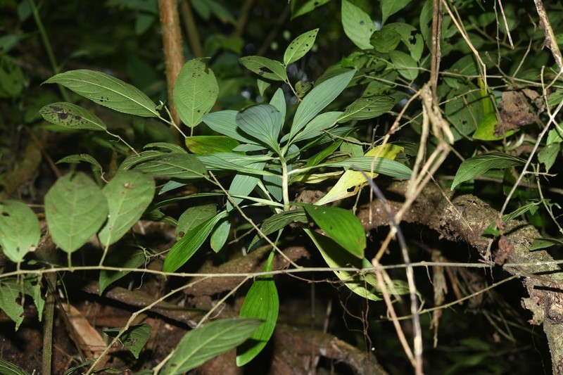 Alstroemeria amazonica photo 8