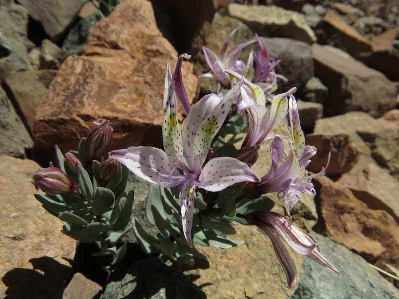 Alstroemeria andina