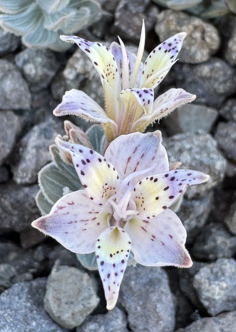Alstroemeria andina photo 4
